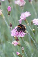 Bombus lucorum - White-tailed Bumblebee - on a Dianthus flower 