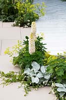 'From Darkness To Light' garden, plant combinations next to white paving and decking
