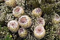 Protea 'Snow Queen' as part of a flower display