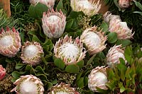 Protea cynaroides as part of a flower display 
