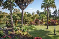 Garden with many different subtropical trees and plants alongside lawn and
cast-iron lamp post. Plants include: Clerodendrum splendens, Dracaena draco
 subsp. draco and Livistona chinensis - Chinese Fan Palm, Codiaeum variegatum
and Spathodea campanulate.