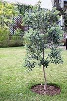 Recently-planted Metrosideros excelsa syn. M. tomentosa - 
 New Zealand Christmas Tree - as a specimen in a lawn