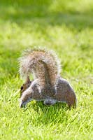 Sciurus carolinensis - Grey Squirrel on lawn. 