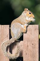 Sciurus carolinensis - Grey Squirrel on garden gate.