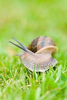 Helix aspersa - Common snail