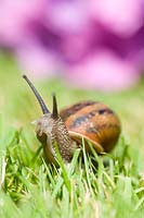 Helix aspersa - Garden snail