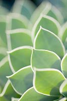 Euphorbia myrsinites - Leaves