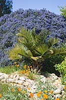 Flowering Ceanothus growing behind palm, surrounded by Eschscholzia californica - California Poppy
 