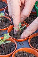 Person carefully firming the compost around recently transplanted Tagetes - Marigold seedling. 
