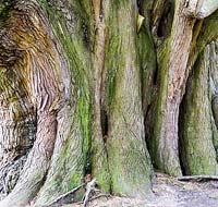 Cupressus macrocarpa - Monterey Cypress