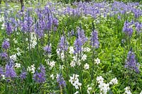 Camassia cusickii with Anthriscus sylvestris and white Narcissus in wild garden planting. 