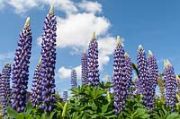 Lupinus 'The Governor - Lupins