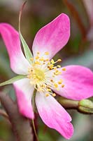 Rosa glauca Pourr. - Red-Leaved Rose