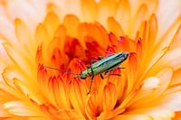 Oedemera nobilis - Thick-legged flower beetle - Female on Calendula flower 