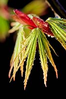 Acer palmatum 'Trompenburg' - Japanese maple 'Trompenburg'
 