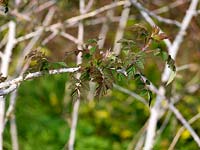 Rubus biflorus 