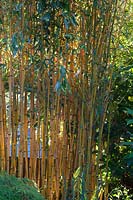 Bamboo - stand of golden bamboo in Japanese-themed garden. 