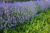 Lavandula - Lavender and Griselinia littoralis - New Zealand broadleaf hedge. 