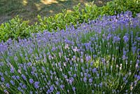 Lavandula - Lavender and Griselinia littoralis - New Zealand broadleaf hedge.