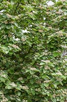 Sorbus thibetica 'John Mitchell' - Tibetan Whitebeam flowering in spring