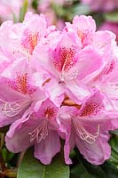 Rhododendron 'Lady Clementine Mitford'