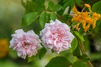 Rosa 'Coral Dawn' and Lonicera tellmanniana