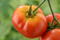 Solanum lycopersicum 'Totem' Tomato Syn. Lycopersicon esculentum with greenback disorder