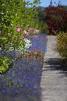 Summer border by pathway with Bellis perennis 'Medicis Rose', Myosotis 'Sylvia Blue' and Tulipa 'Rosalie'.