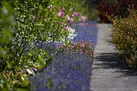 Summer border by pathway with Bellis perennis 'Medicis Rose', Myosotis 'Sylvia Blue' and Tulipa 'Rosalie'.