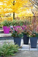 Hydrangea, Ferns, Cornus and Laurus nobilis in pots on the patio