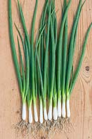 Allium - Onion Bunching 'Espada'