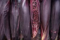 Zea mays - Harvested Double red sweetcorn cobs. 