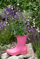 Salvia nemorosa 'Caradonna' - Balkan clary 'Caradonna' planted in a pink wellington boot 