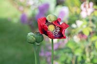 Papaver somniferum - Opium Poppy opening in the early morning.