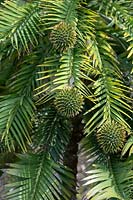 Wollemia nobilis - Wollemi pine tree foliage and round female cones. 