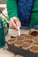 Woman adding identification label to tray of biodegradable pots sown with french bean seeds. 