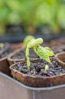 Seedlings of Phaseolus vulgaris 'Tendergreen' - Bean dwarf French 'Tendergreen'