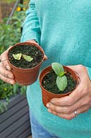 Woman holding two pots of seedlings - one with a healthy Courgette seedling and one with a dead seedling, caused by Damping off.
