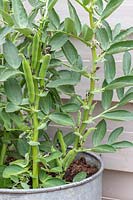 Vicia faba - Broad bean pods grown on in metal container. 