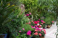 Grouped pots of pelargoniums by fountain in Moroccan inspired courtyard