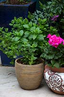 Potted mint and pelargonium in Moroccan themed courtyard