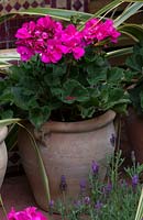 Potted pink pelargoniums