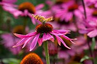 Butterfly on pink echinacea
