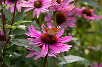 Butterfly on pink echinacea