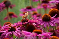 Butterfly and bee on pink echinacea