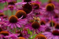 Butterfly on pink Echinacea