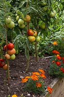 Tomatoes on stakes underplanted with Tagetes