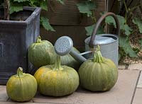 Harvested squash and watering can
