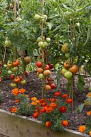 Tomatoes on stakes underplanted with Tagetes â€‰