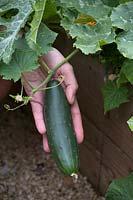 Picking cucumber